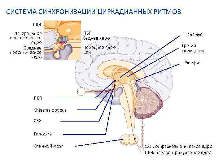 СИСТЕМА СИНХРОНИЗАЦИИ ЦИРКАДИАННЫХ РИТМОВ ПВЯ Латеральное преоптическое ядро Среднее преоптическое ядро ПВЯ Заднее ядро