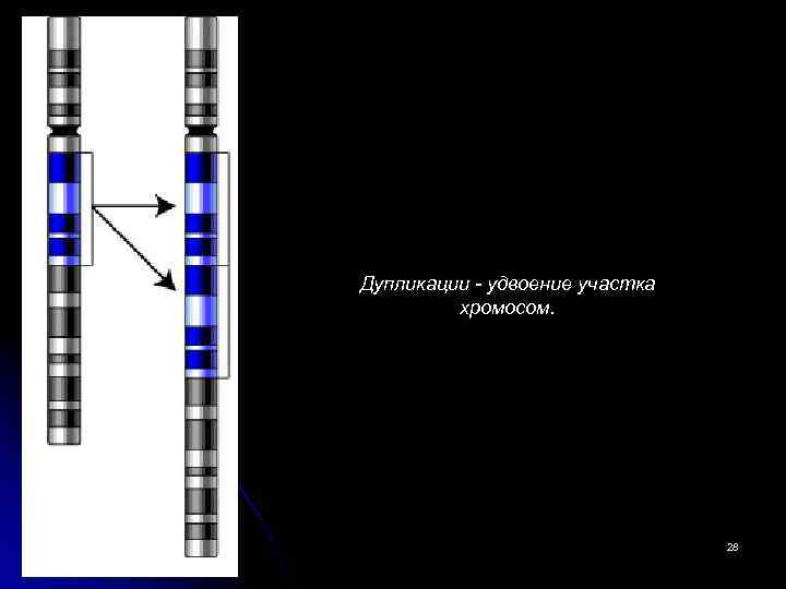 Дупликации - удвоение участка хромосом. 28 