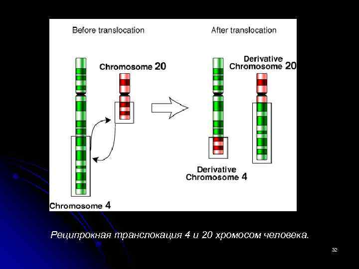 Реципрокная транслокация 4 и 20 хромосом человека. 32 