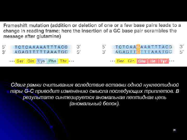 Сдвиг рамки считывания вследствие вставки одной нуклеотидной пары G-C приводит изменению смысла последующих триплетов.