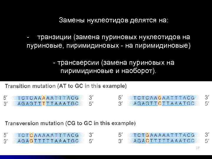 Замены нуклеотидов делятся на: - транзиции (замена пуриновых нуклеотидов на пуриновые, пиримидиновых - на