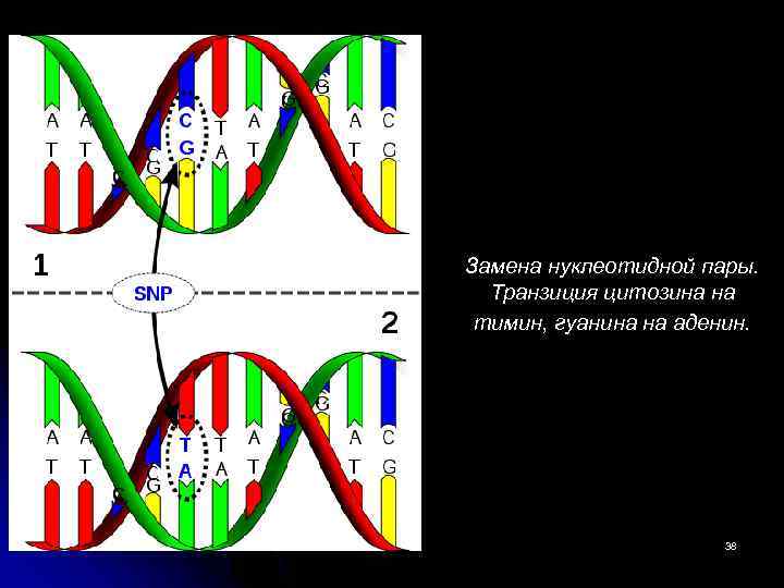 Замена нуклеотидной пары. Транзиция цитозина на тимин, гуанина на аденин. 38 