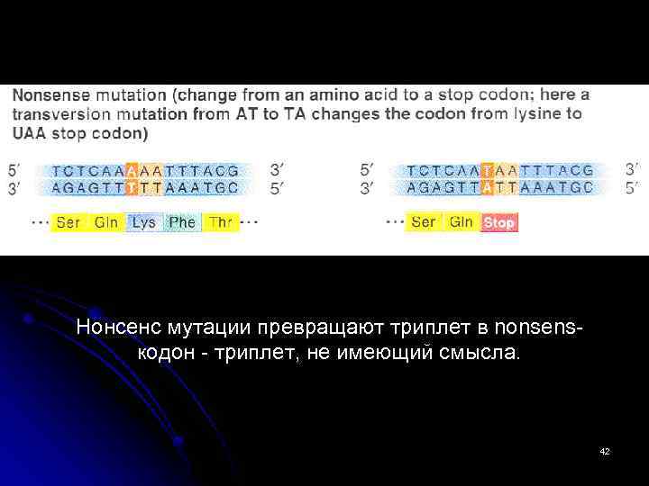 Нонсенс мутации превращают триплет в nonsensкодон - триплет, не имеющий смысла. 42 