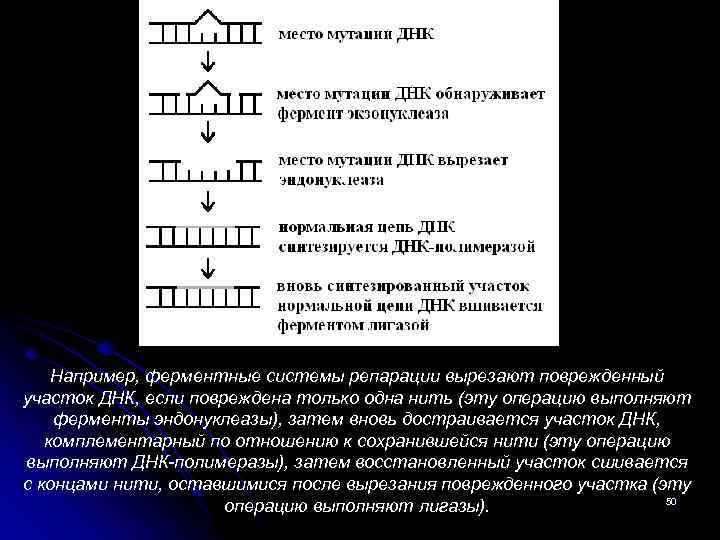 Исходная хромосома содержала последовательность генов после мутации