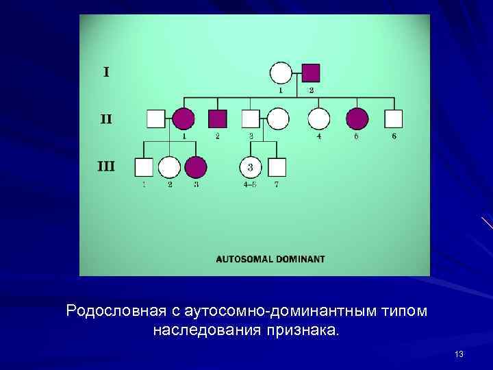 Родословная с аутосомно-доминантным типом наследования признака. 13 