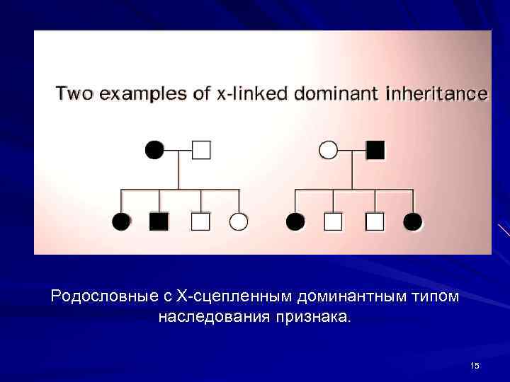 Родословные с Х-сцепленным доминантным типом наследования признака. 15 