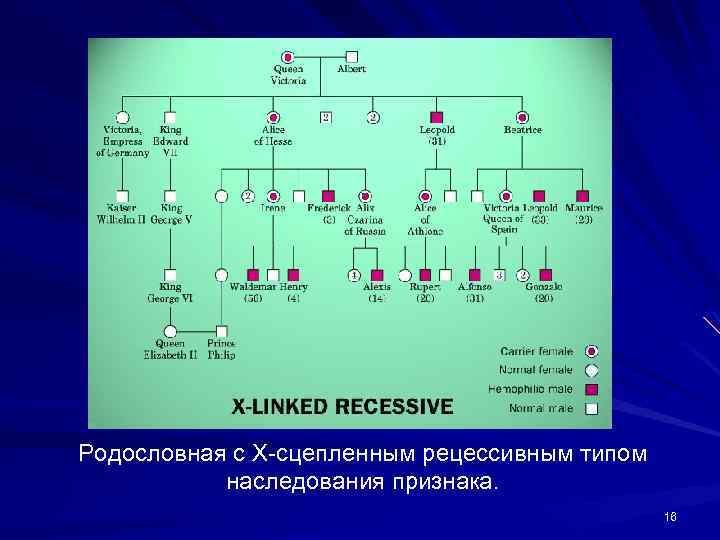 Родословная с Х-сцепленным рецессивным типом наследования признака. 16 