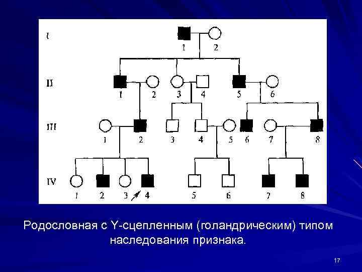 По изображенной на схеме родословной человека