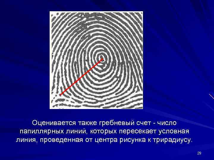 Также оценили. Гребневой счет. Гребневой счет в дерматоглифике. Суммарный гребневый счет. Общий гребневый счет это.