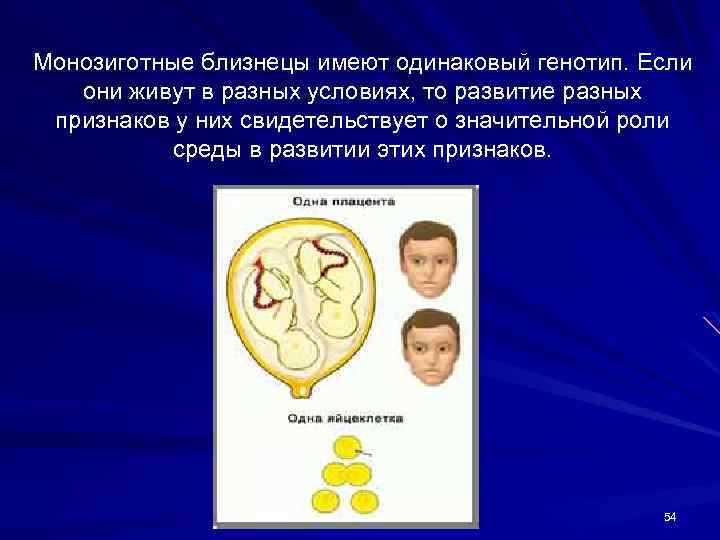 Монозиготные близнецы имеют одинаковый генотип. Если они живут в разных условиях, то развитие разных