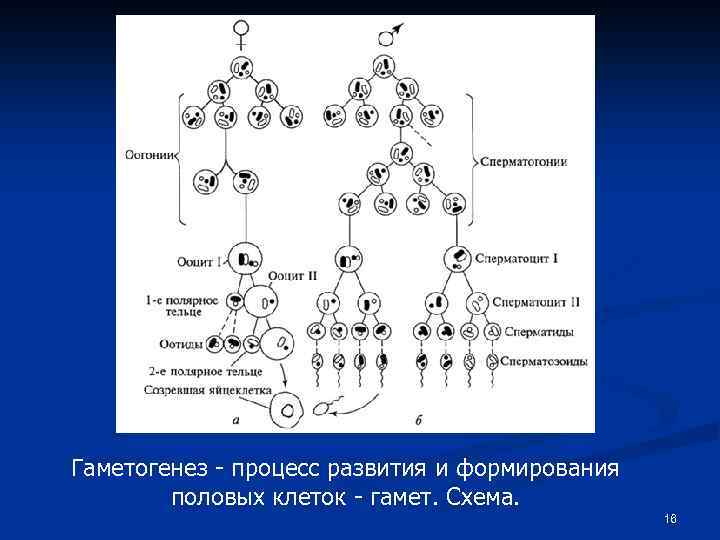 Гаметогенез - процесс развития и формирования половых клеток - гамет. Схема. 16 