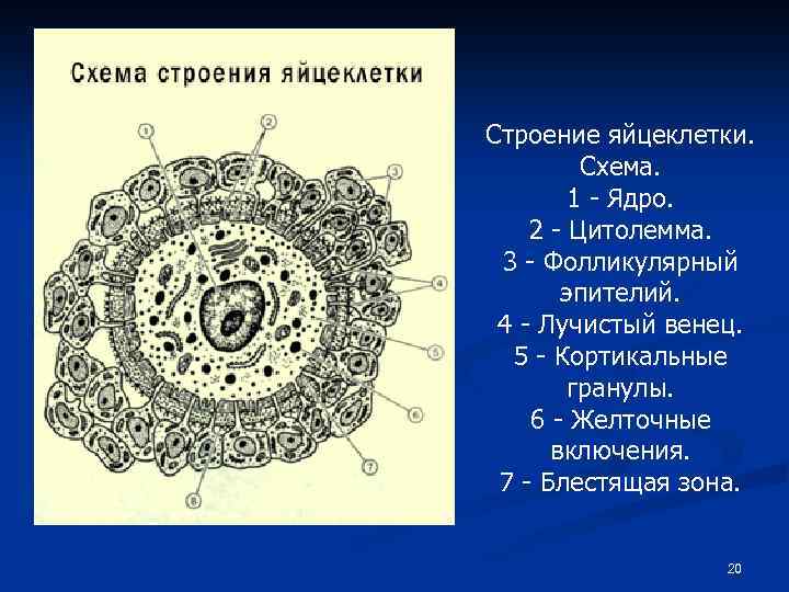 Содержимое яйцеклетки. Строение яйцеклетки млекопитающего. Строение яйцеклетки человека схема. Строение яйцеклетки млекопит. Схема строения яйцеклетки млекопитающих.