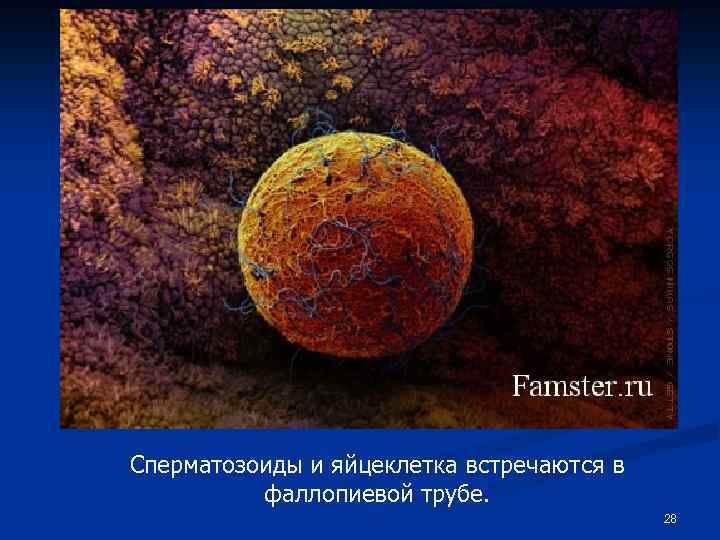 Сперматозоиды и яйцеклетка встречаются в фаллопиевой трубе. 28 