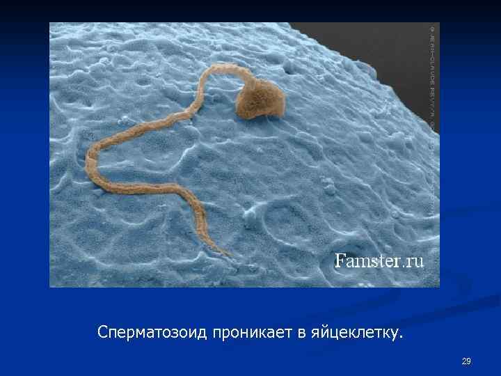 Сперматозоид проникает в яйцеклетку. 29 