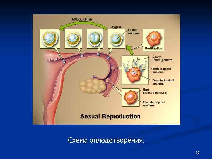 Схема оплодотворения. 30 