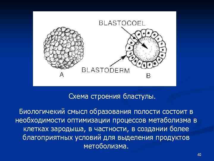 Схема строения бластулы. Биологичекий смысл образования полости состоит в необходимости оптимизации процессов метаболизма в