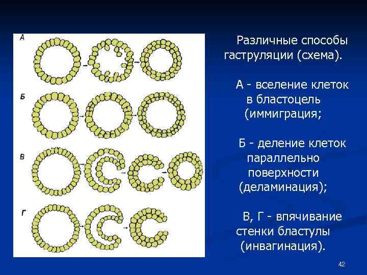 Различные способы гаструляции (схема). А - вселение клеток в бластоцель (иммиграция; Б - деление