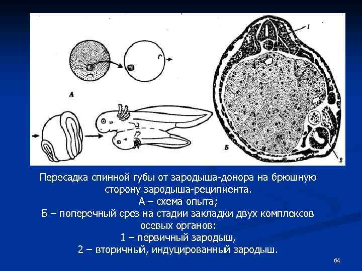 Пересадка спинной губы от зародыша-донора на брюшную сторону зародыша-реципиента. А – схема опыта; Б