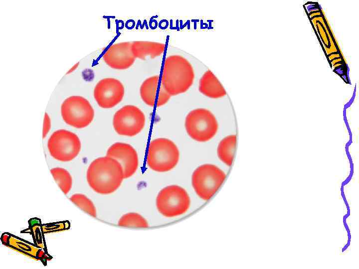 Тромбоциты 