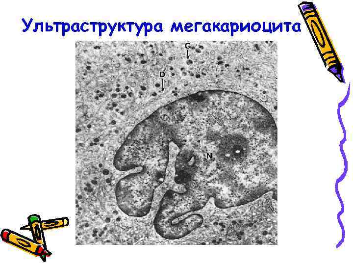 Ультраструктура мегакариоцита 