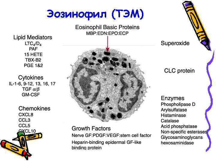 Эозинофил (ТЭМ) 