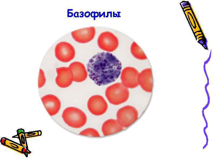 Базофилы 