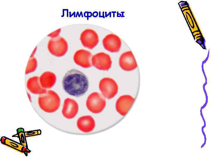 Лимфоциты 