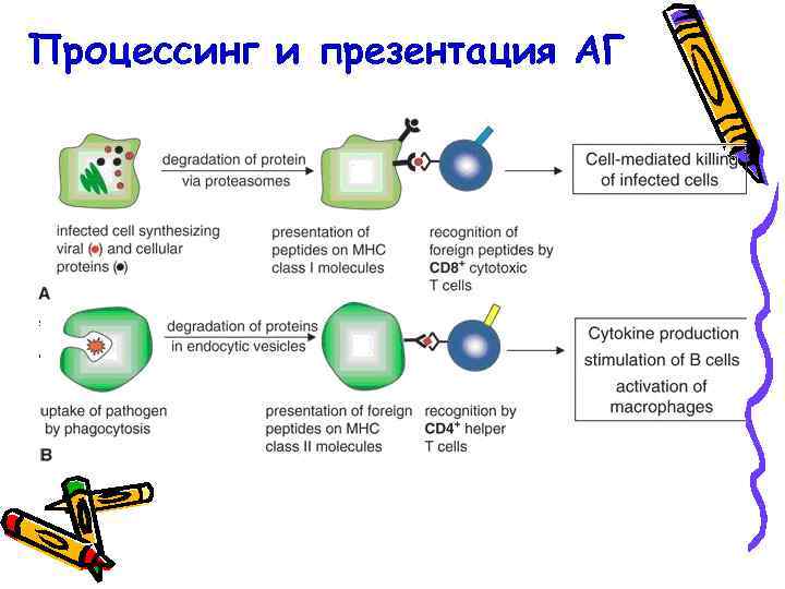 Процессинг и презентация АГ 