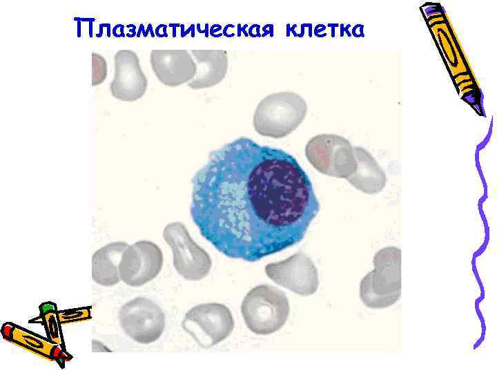 Посмотрите на изображение эритроцитов в разной среде в каком растворе находятся эритроциты на третье