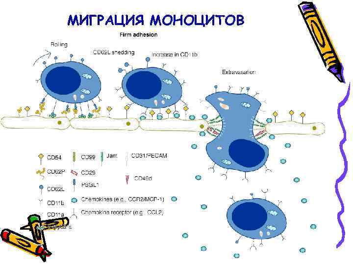 МИГРАЦИЯ МОНОЦИТОВ 