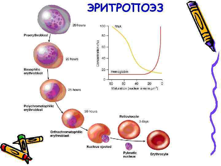 ЭРИТРОПОЭЗ 
