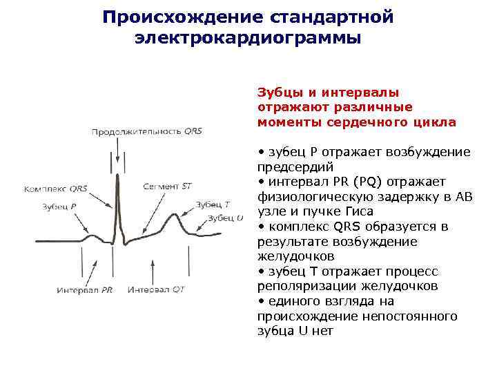 Происхождение стандартной электрокардиограммы Зубцы и интервалы отражают различные моменты сердечного цикла • зубец Р