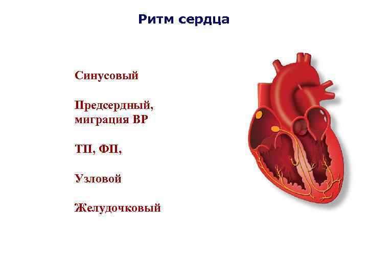 Ритм сердца Синусовый Предсердный, миграция ВР ТП, ФП, Узловой Желудочковый 