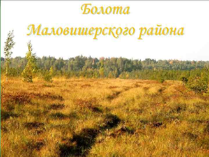 Болота Маловишерского района 