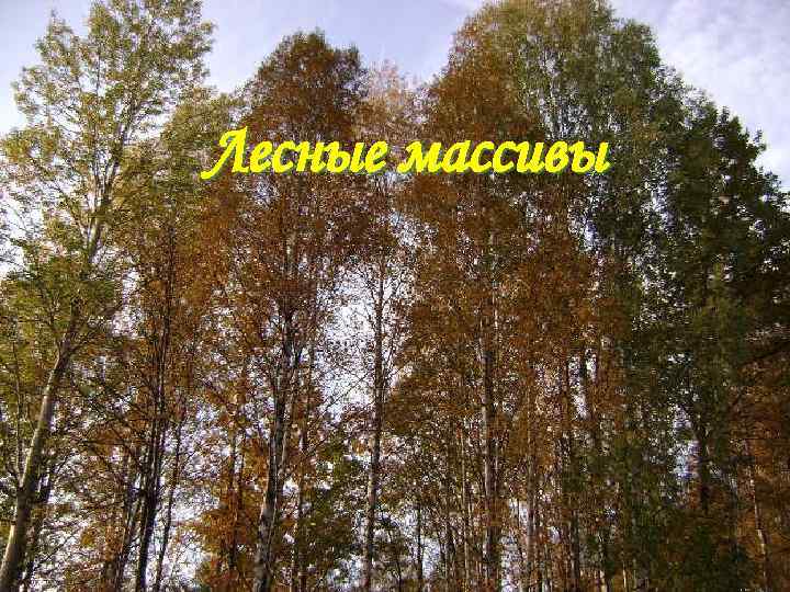 Лесные массивы 