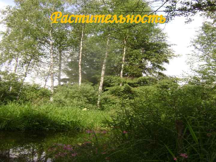 Растительность 