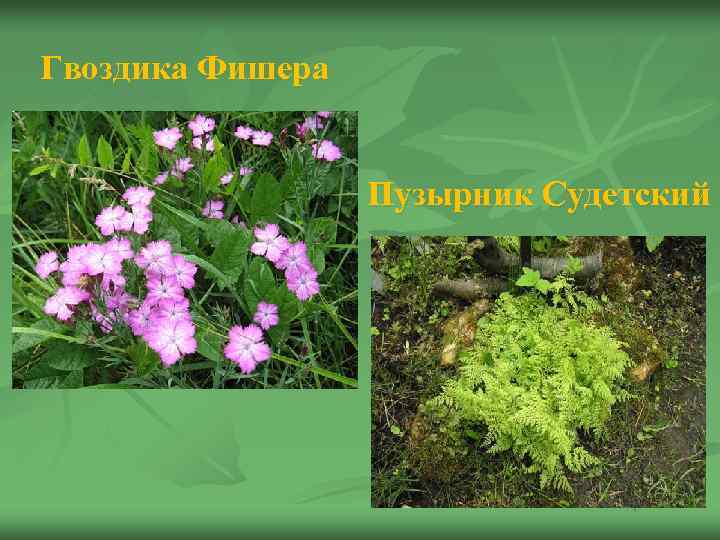 Гвоздика Фишера Пузырник Судетский 