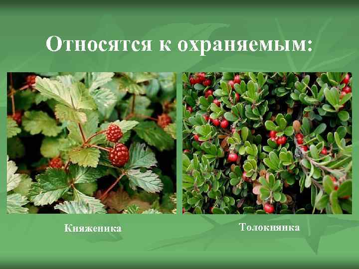 Относятся к охраняемым: Княженика Толокнянка 