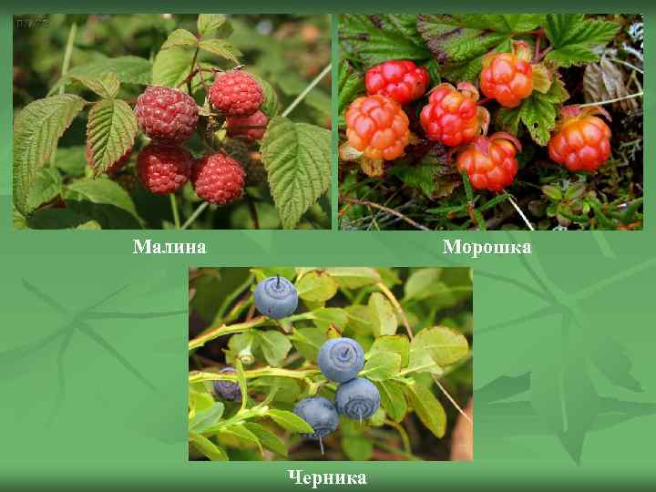 Малина Морошка Черника 