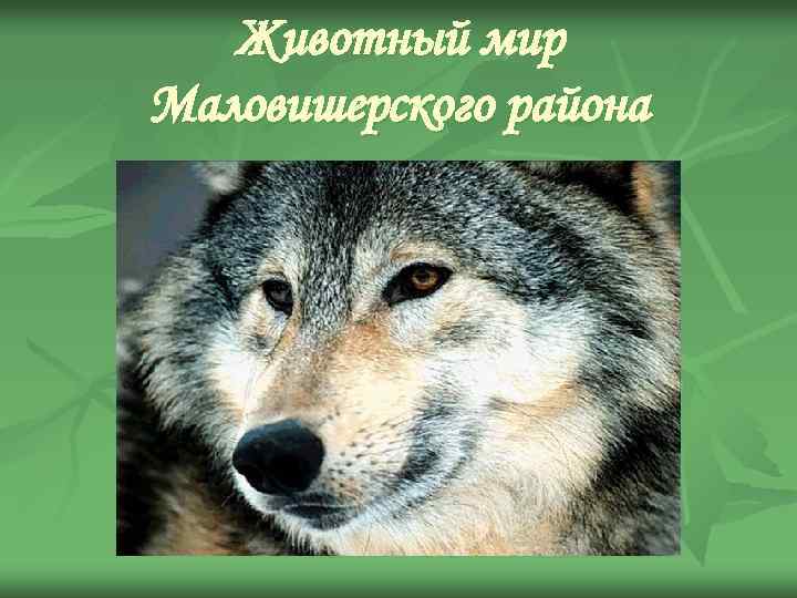 Животный мир Маловишерского района 