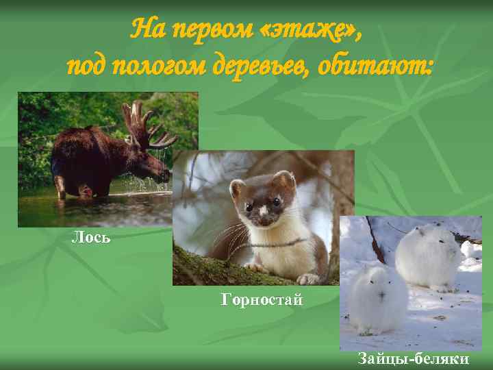 На первом «этаже» , под пологом деревьев, обитают: Лось Горностай Зайцы-беляки 