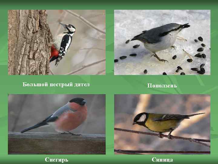 Большой пестрый дятел Поползень Снегирь Синица 