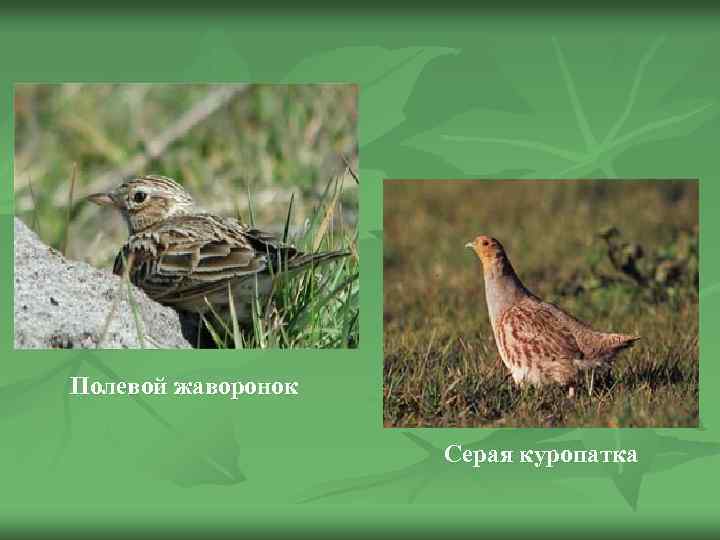 Полевой жаворонок Серая куропатка 