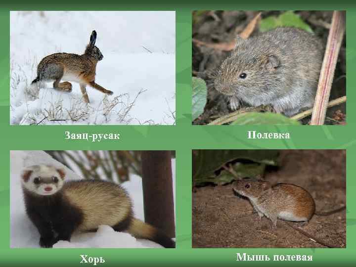 Заяц-русак Хорь Полевка Мышь полевая 