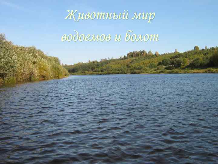 Животный мир водоемов и болот 