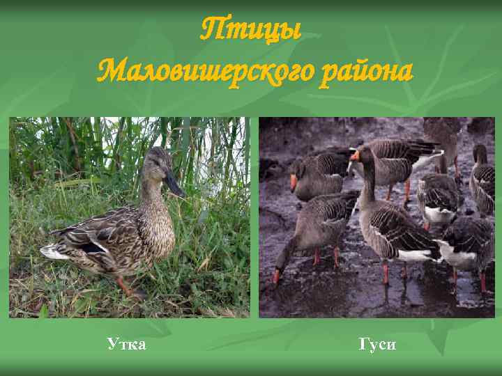 Птицы Маловишерского района Утка Гуси 