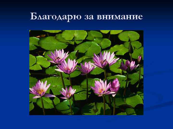 Благодарю за внимание 