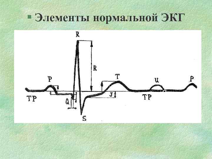 § Элементы нормальной ЭКГ 