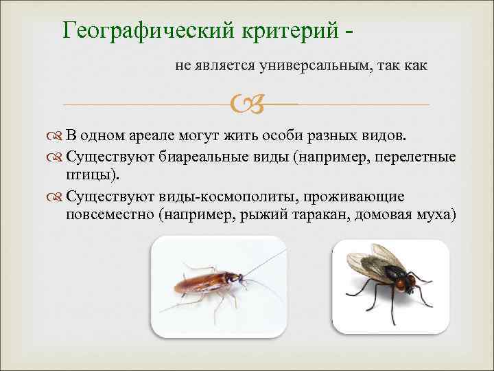 Муравьиный лев полное или неполное превращение