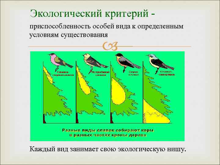 Видообразование тест 9. Экологическое видообразование. Видообразование примеры. Экологическое видообразование примеры. Примеры симпатрического видообразования животных.